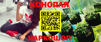 прущие крисы Будённовск