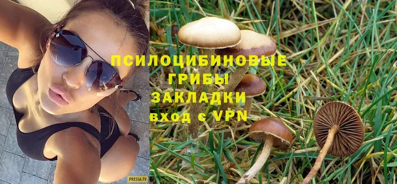 Галлюциногенные грибы Psilocybine cubensis  Добрянка 